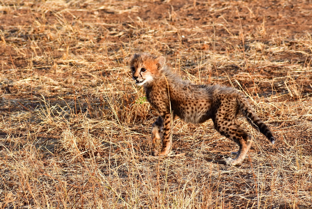 Buffalo Springs Nat. Reserve